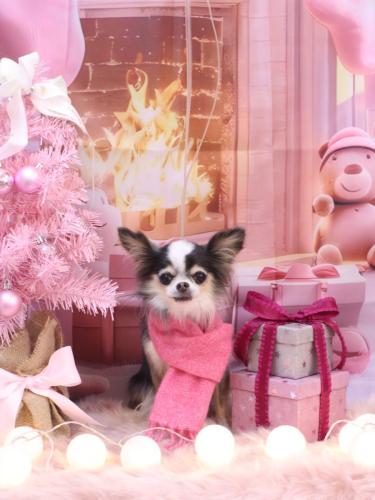 20241204ひめちゃん